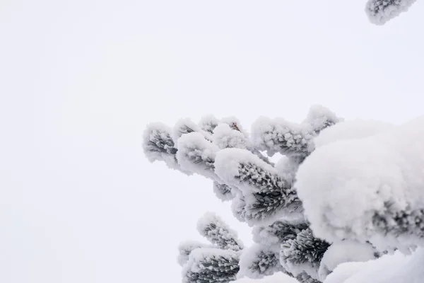 Arbre d'hiver neige de Noël — Photo