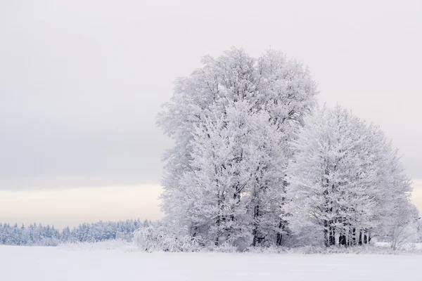 Inverno árvore natureza — Fotografia de Stock