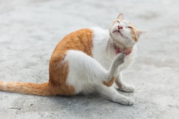 Cat get sick from fungal diseases at neck — Stock Photo, Image