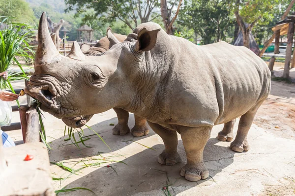 Feed Rhino at Zoo — Stock Photo, Image