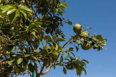 Yeşil limon limon ağacına büyüyen
