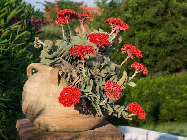 Rote Crassula falcata Blume und Pflanze — Stockfoto
