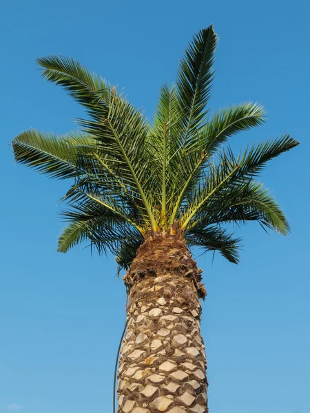 长绿棕榈树: 观赏植物 — 图库照片