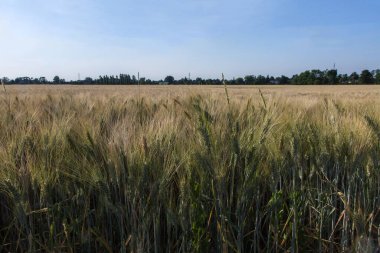Baharda Buğday Tarlası ve Mavi Gökyüzü.