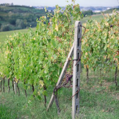 Tuscany, İtalya 'da Üzüm bağıyla Bitkilerin Görüntüsünü Kapat.