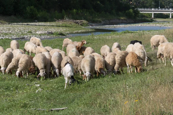 Σμήνη Από Πρόβατα Βόσκουν Χόρτο Ένα Streambed Την Άνοιξη — Φωτογραφία Αρχείου