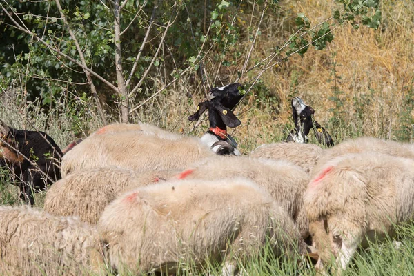 Flock Får Betande Gräs Strömmande Våras — Stockfoto