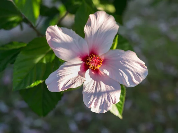 Hibiscus Rose Rosa Sinensis Belle Plante Fleurs — Photo