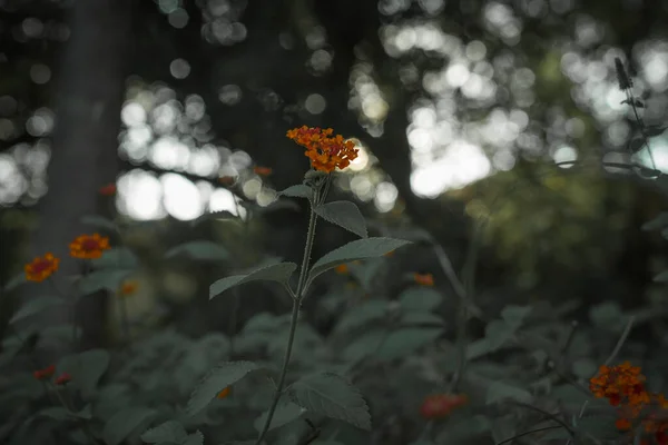 Κόκκινα Και Πορτοκαλί Λουλούδια Lantana Camara Όμορφο Ανθοφόρο Φυτό — Φωτογραφία Αρχείου