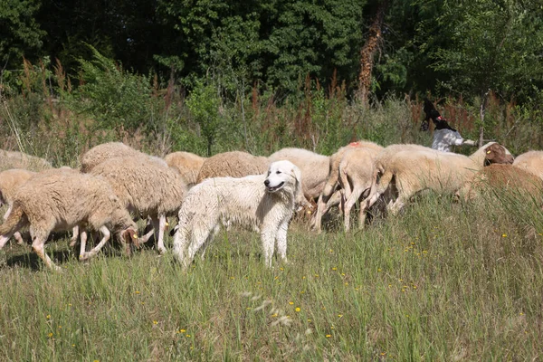 Flock Sheep Grazing Grass Streambed Springtime — Stock Photo, Image