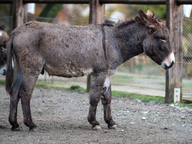 Sessiz Gri Eşek Çiftlikteki Çitin İçinde.