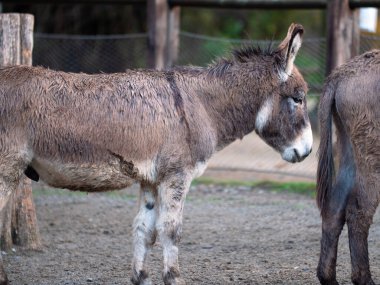 Sessiz Gri Eşek Çiftlikteki Çitin İçinde.