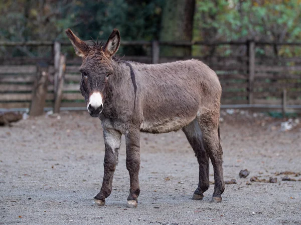 Quiet Gray Donkey Fence Farm — Stock Photo, Image