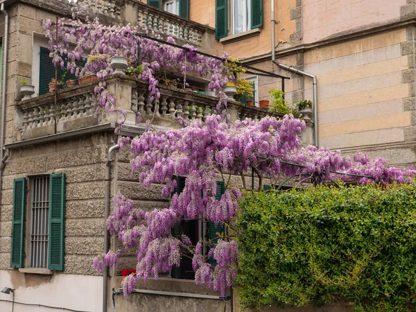 Enorme Floración Flores Wisteria Púrpura Racimos Fuera Casa Calle Pública —  Fotos de Stock