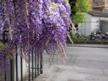 Kümelerde Mor Salkım Çiçekleri, Bahar Doğa Teması.
