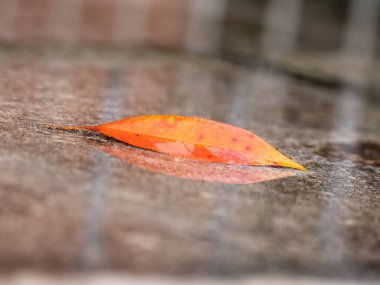 Kırmızı, Sarı ve Turuncu Tonları Yansımalı Su birikintisine Düşen Yapraklar.