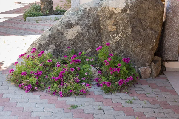 Violet Flowers along the Sidewalk near a Stone.