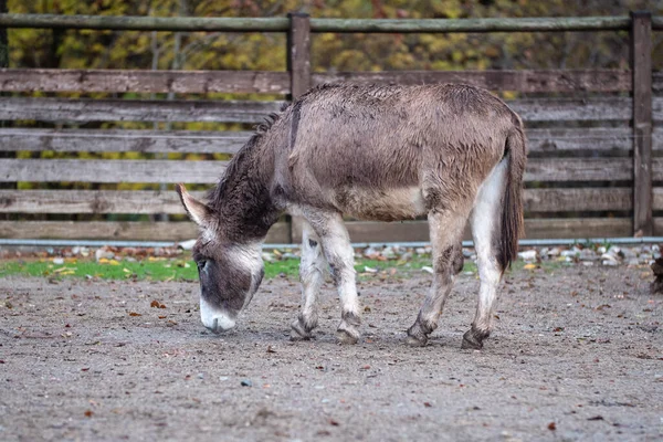 Quiet Gray Donkey Fence Farm — Stock Photo, Image