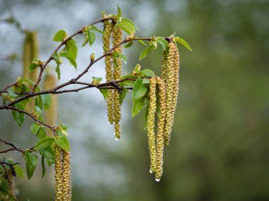 Sarı, Kahverengi ve Uzun Çiçek 'in Detayları.
