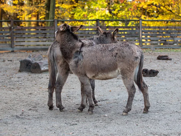 Two Donkeys Playing Together Farm Fence — Stock Photo, Image