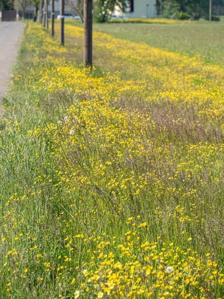 Prado Con Flores Amarillas Primavera Postes Fila Tema Naturaleza — Foto de Stock