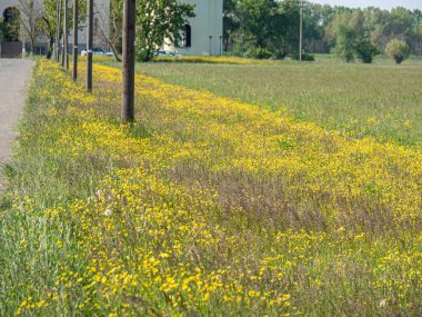 Baharda Sarı Çiçekli Çayır ve Sıralı Polonyalılar, Doğa Teması.
