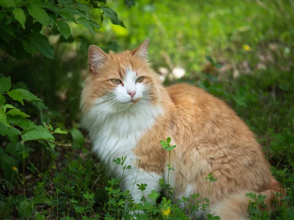 Krásný Portrét Kočky Ukryté Mezi Listy Světle Hnědou Bílou Bradou — Stock fotografie