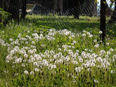 Yeşil Tarlada Beyaz Karahindiba Çiçek Teması.