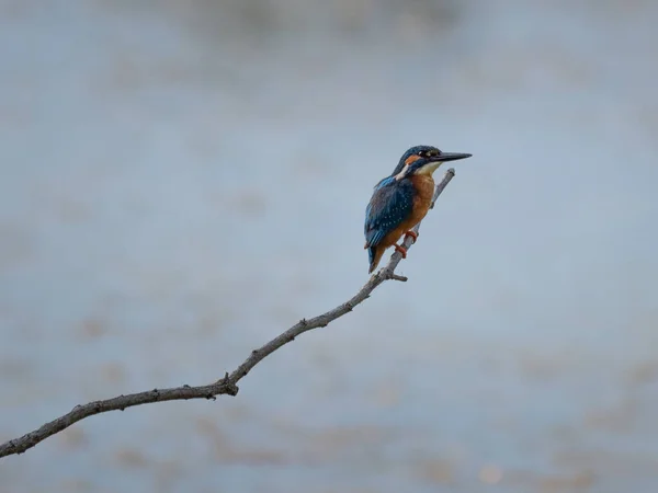 Splendid Exemplary Beautiful Colors Common Kingfisher Alcedo Atthis Thin Branch — Stock Photo, Image