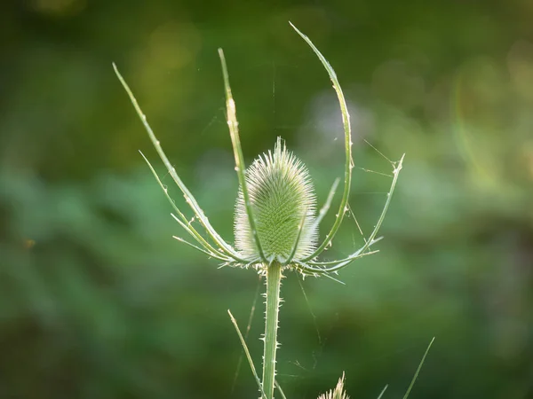 Dipsacus Green Float Plant Чашка Стеблем Прикли — стоковое фото