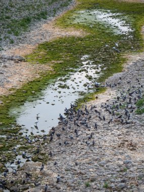 Beyaz Akbalıkçıl ve Güvercinler Kuru Nehir yatağında İçiyor.