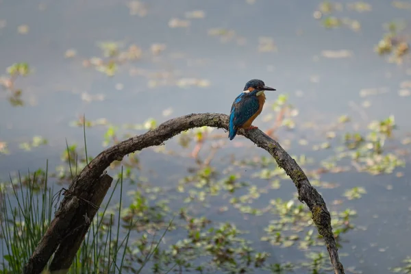 Espléndido Ejemplar Con Hermosos Colores Del Pescador Común Alcedo Atthis — Foto de Stock