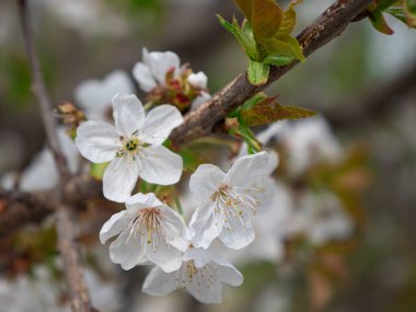 Beyaz Kiraz Çiçekleri Baharda Bir Ağaçta Çiçek Açtı.