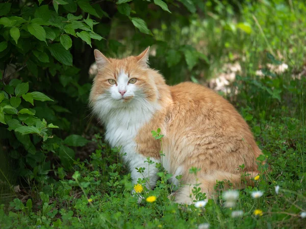 Krásný Portrét Kočky Ukryté Mezi Listy Světle Hnědou Bílou Bradou — Stock fotografie
