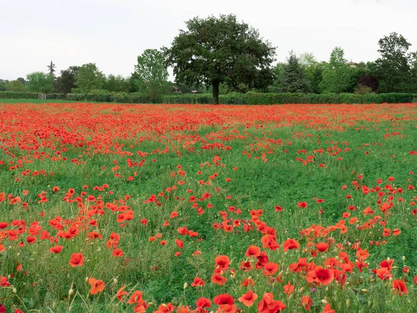 Louka Spoustou Červených Tulipánů Květiny Jaře — Stock fotografie