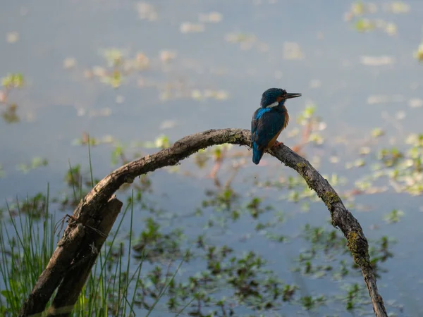 Splendid Exemplary Beautiful Colors Common Kingfisher Alcedo Atthis Thin Branch — Stock Photo, Image