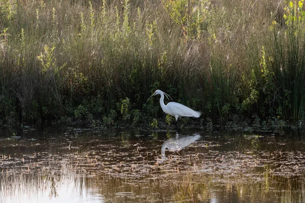 White Little Tufted Egret Procurando Suas Presas Uma Lagoa — Fotografia de Stock