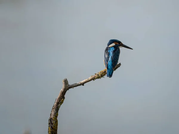 Чудовий Зразок Прекрасними Кольорами Common Kingfisher Alcedo Atthis Тонкому Гілці — стокове фото