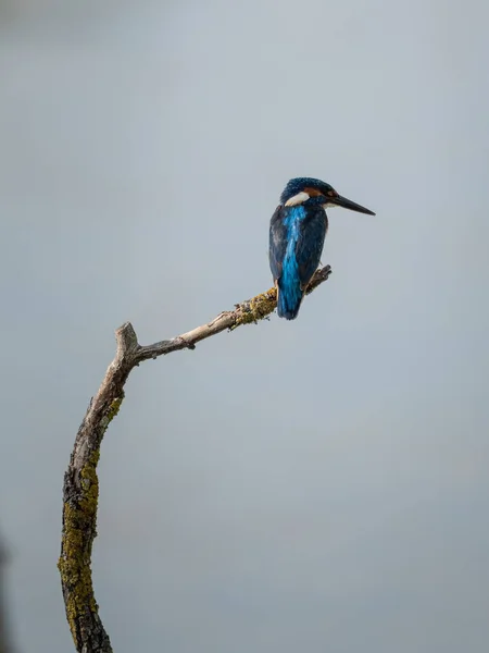 Splendid Exemplary Beautiful Colors Common Kingfisher Alcedo Atthis Thin Branch — Stock Photo, Image