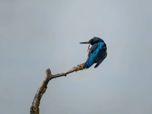 Wspaniały Przykład Pięknymi Kolorami Zwykłego Kingfisher Alcedo Tym Cienkiej Gałęzi — Zdjęcie stockowe