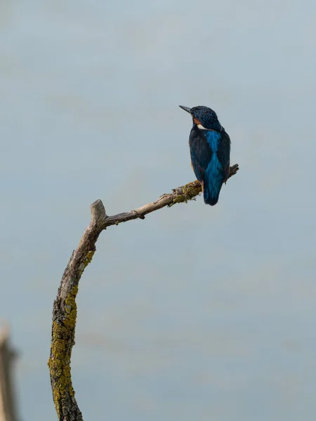 Prachtvolles Exemplar Mit Schönen Farben Des Eisvogels Alcedo Atthis Auf — Stockfoto