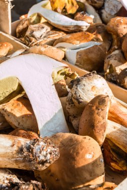 Porcini mantar hasat wodden kabın içinde