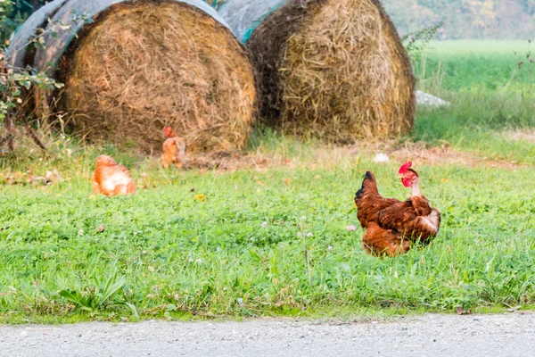 Курица в траве — стоковое фото