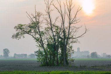 Sisli bir gün batımında bir çayırda kaç ağaçlar