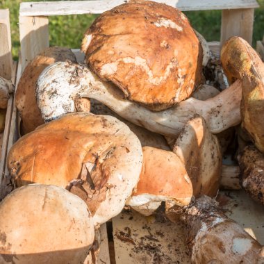 Porcini mantar hasat wodden kabın içinde