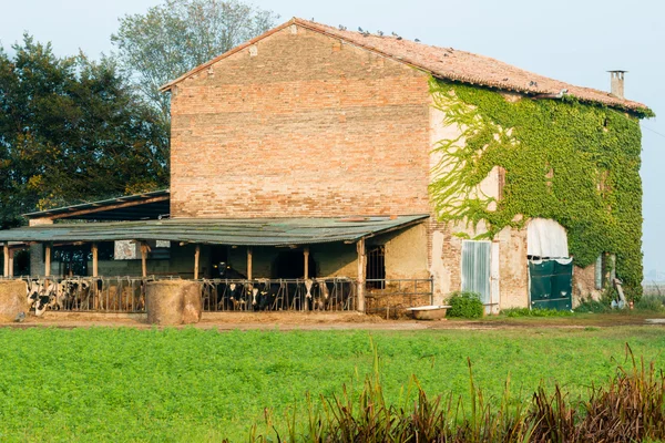 Casa de fazenda com vacas e fardos de feno redondo — Fotografia de Stock