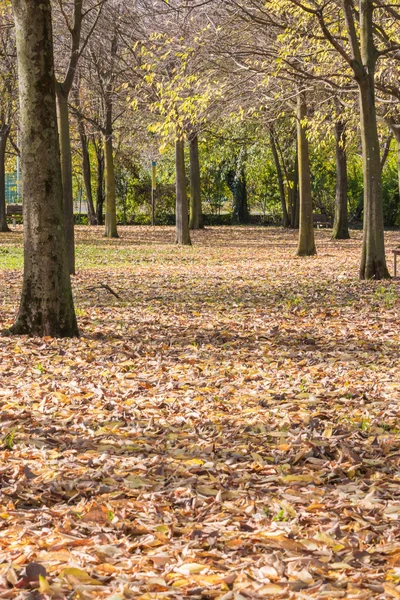 Hojas amarillas cayendo árbol en otoño — Foto de Stock