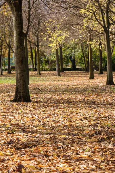 Hojas amarillas cayendo árbol en otoño — Foto de Stock