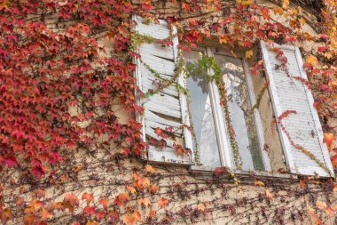 bir duvar, Kırmızı sarmaşık kaplı bitki örtüsü içinde beyaz pencere