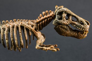 dinozor Tyrannosaurus T Rex iskeletini siyah arka plan üzerine